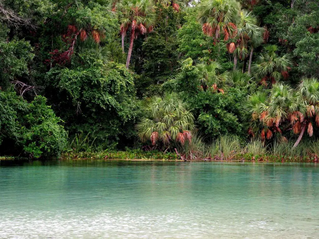 Bosque Nacional de Ocala, Florida, EE. UU. con densas palmeras en el fondo y agua clara en primer plano.