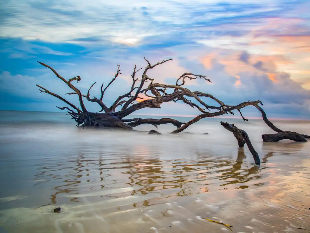 Jekyll Island, Georgia, GA, EE.UU. con madera a la deriva en la playa al amanecer.