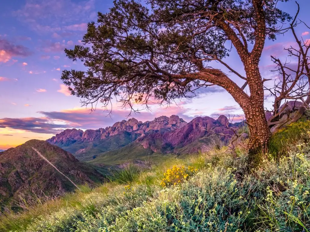 Las Cruces, Nuevo México, EE.UU. con un gran árbol en primer plano y flores silvestres que lo rodean, colinas y montañas en la distancia después de la puesta del sol.