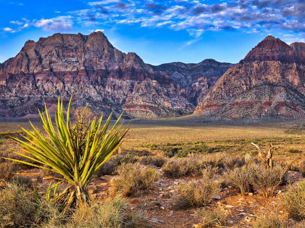 Red Rock Canyon, Nevada, EE.UU. tomada al amanecer con plantas en primer plano y las montañas rocosas en la distancia contra un cielo azul.