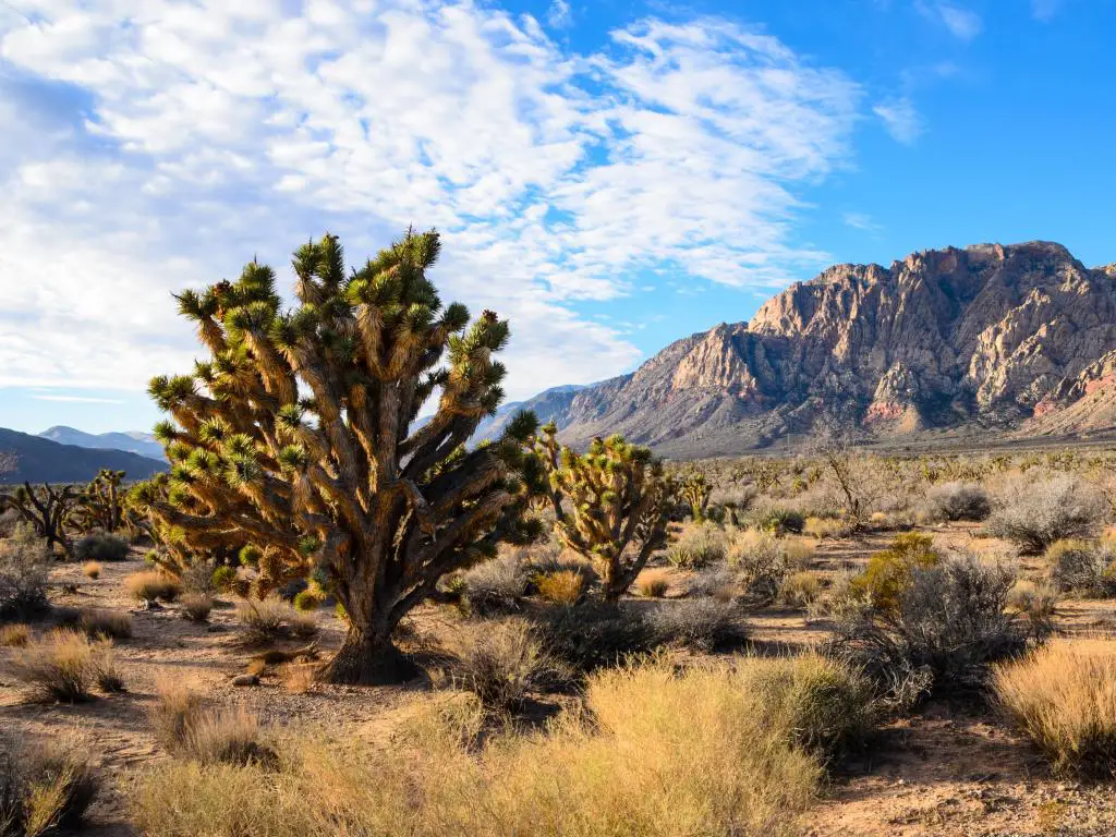 Spring Mountain Ranch State Park, Nevada, EE.UU. con árboles y pastos en primer plano y montañas rocosas en la distancia tomada en un día soleado.