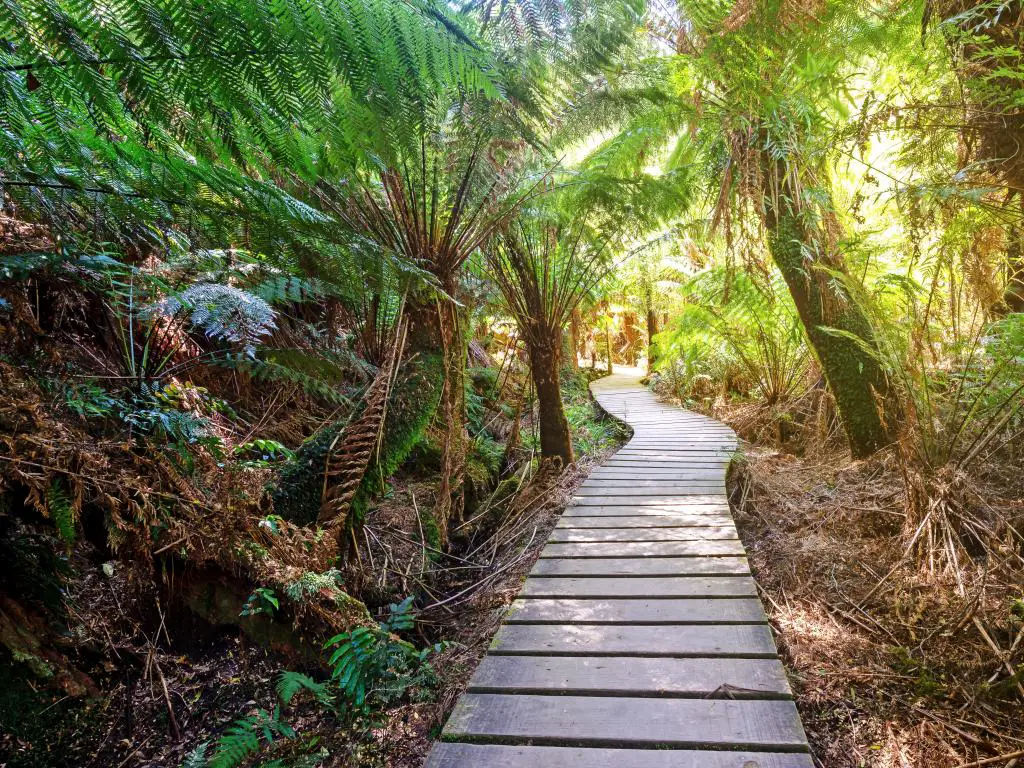 Maits Rest Parque Nacional Great Otway, Australia, con helechos y un paseo marítimo que lo lleva a través de un bosque selvático en un día soleado.