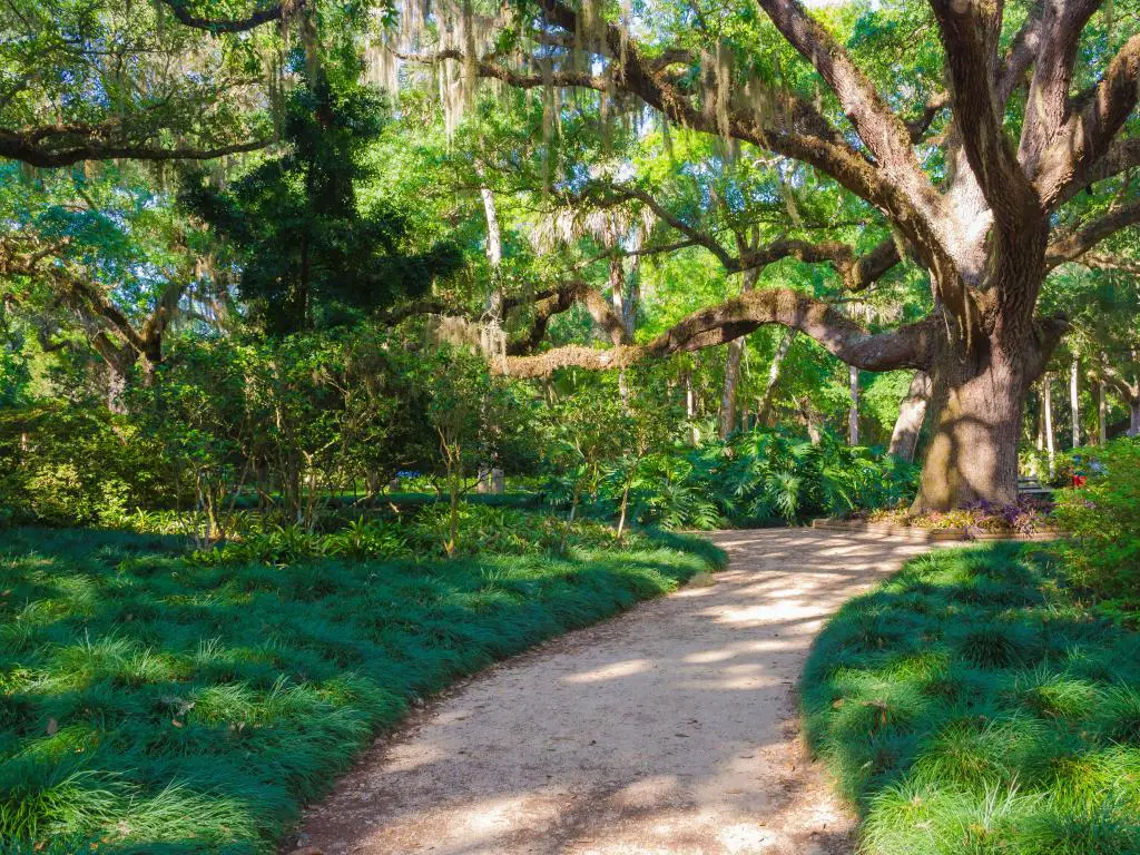 Washington Oaks Gardens State Park, Florida, EE.UU. con un camino que conduce a un hermoso árbol viejo, rodeado de hierba y plantas en un día soleado.