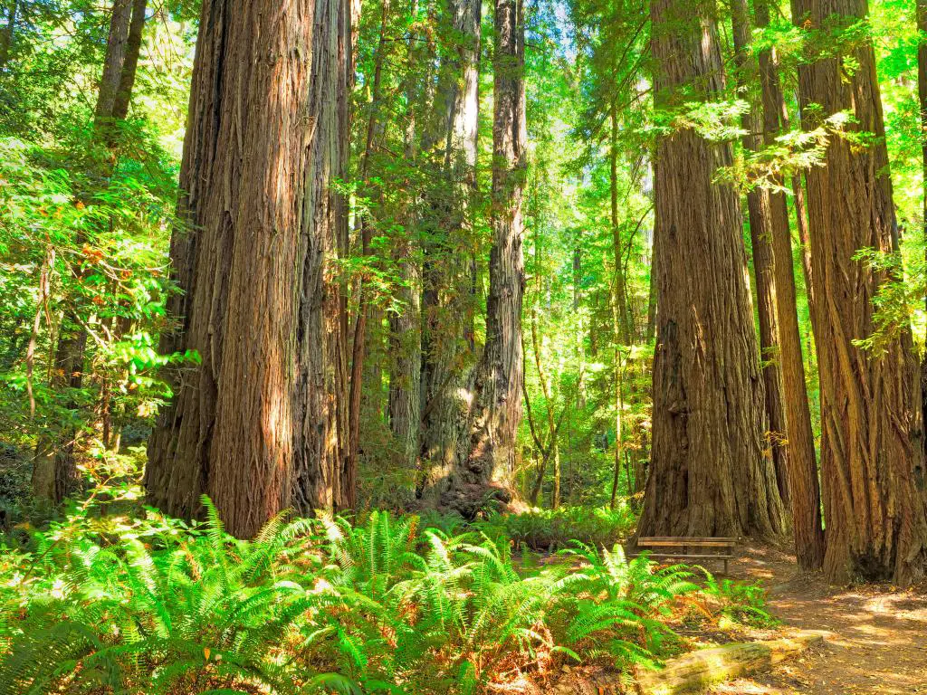 Redwood National Park, California, EE.UU. tomada en Tall Trees Loop en un día soleado con helechos en primer plano.