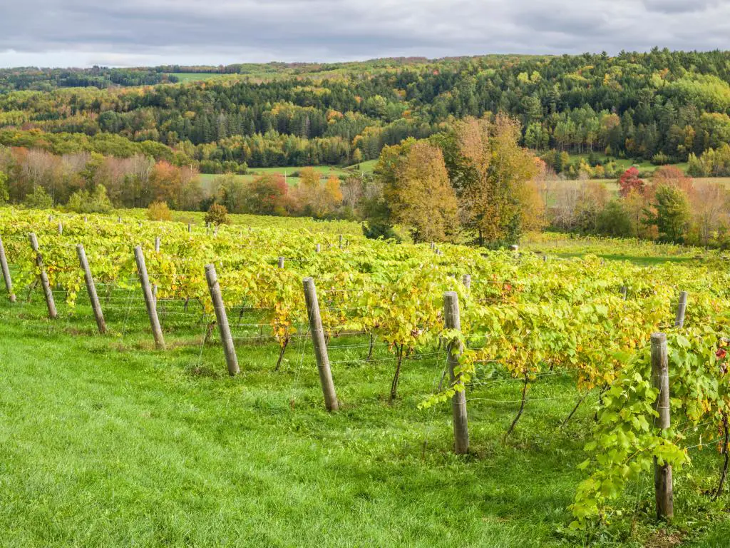 Wolfville, Nova Scotia, Canadá tomada en el viñedo de Annapolis Valley con árboles y colinas en el fondo.