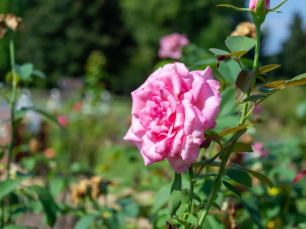 Thomasville, Georgia, EE.UU. un primer plano de una rosa bajo la luz en el jardín de Thomasville.