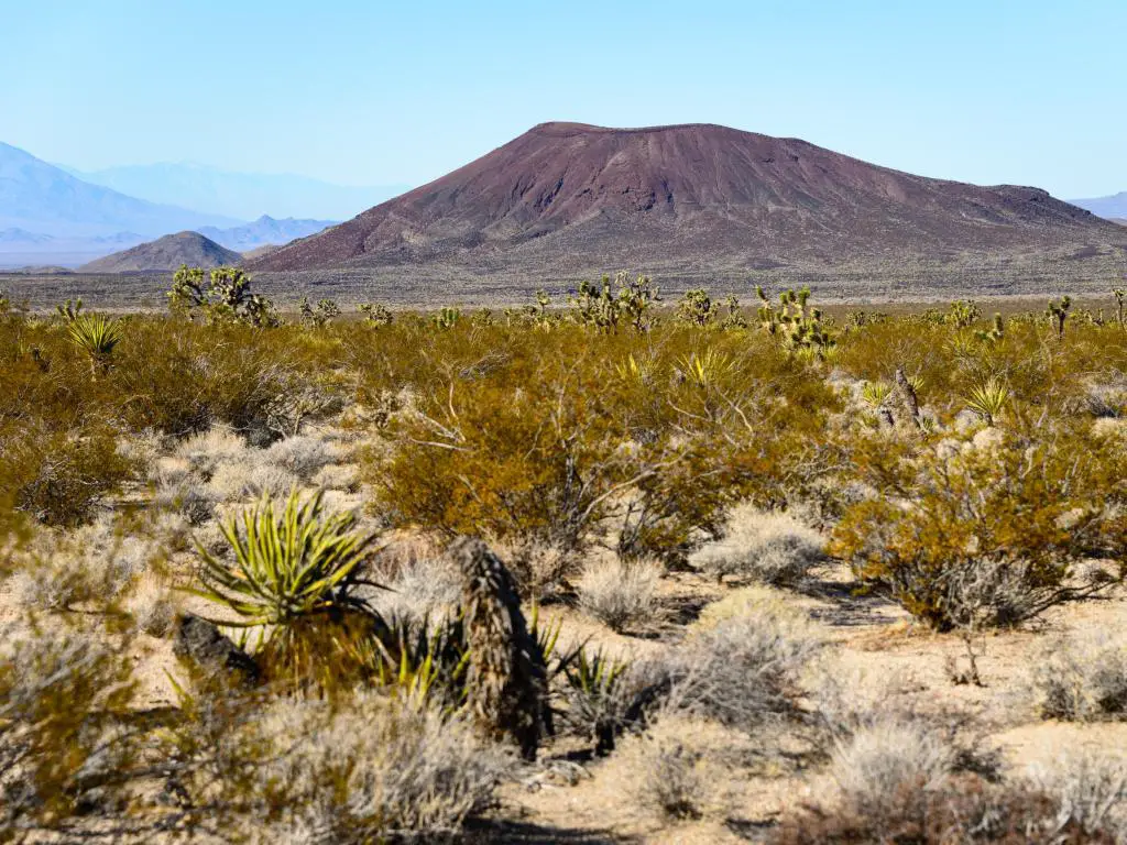 Reserva Nacional de Mojave, EE. UU. Con un paisaje desértico, arbustos en primer plano y colinas a lo lejos tomadas en un día soleado.