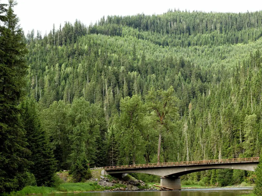 Bosque Nacional Coeur d'Alene, Idaho, EE. UU. con abeto de Douglas (Pseudotsuga menziesii) y otras especies de coníferas que crecen en la zona montañosa y un puente que cruza el río en primer plano.
