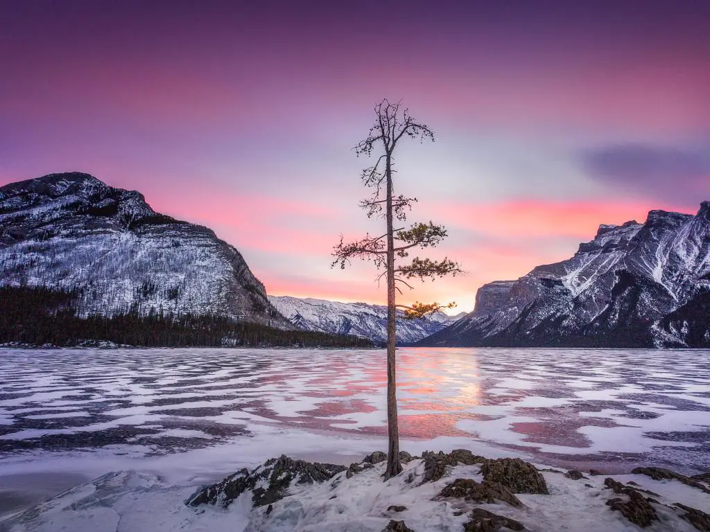 Lago Minnewanka, Banff, Alberta, Canadá tomada al amanecer durante el invierno con el lago cubierto de hielo y nieve, un solo árbol en primer plano y las montañas en la distancia contra un cielo rosa.