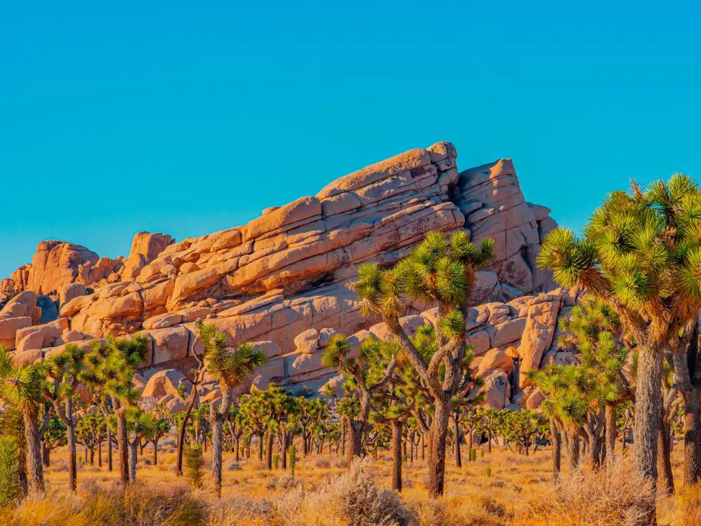 Parque Nacional Joshua Tree, California, EE.UU. con una arboleda de Joshua Trees en un prado del desierto frente a espectaculares rocas en capas en un día claro y soleado.