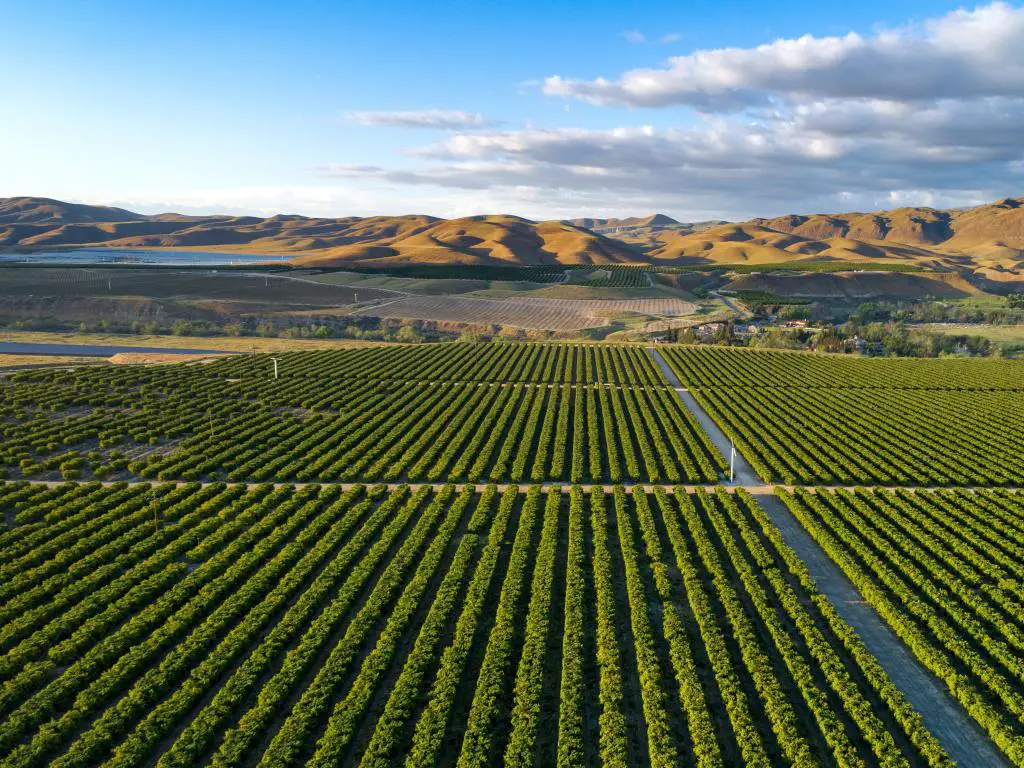 Bakersfield, California, EE.UU. tomada en una plantación de olivos con grandes colinas en el fondo y tomada en un día soleado.
