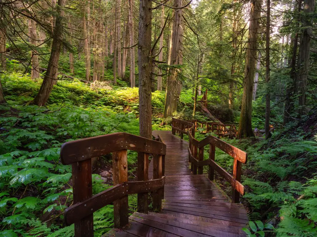 Parque Nacional Mt Revelstoke, Columbia Británica, Canadá con un camino de madera en el bosque durante un día soleado y vibrante.  Tomada en Giant Cedars Boardwalk Trail. 