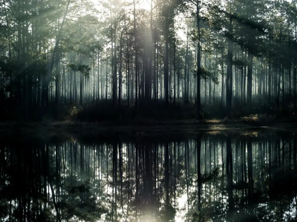 Bosque Nacional De Soto, Mississippi, Estados Unidos, con un brumoso amanecer sobre un lago en el bosque.