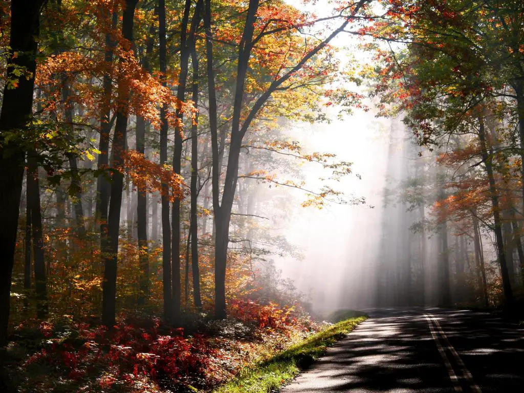 Bosque Nacional de Allegheny, Pensilvania, Estados Unidos, tomada temprano en la mañana con el sol brillando a través de los árboles de otoño.