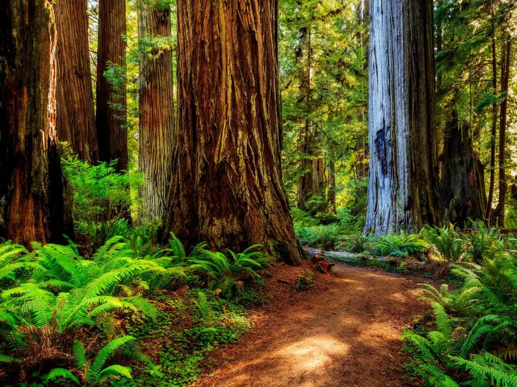 Parque Nacional Redwood, camino a través de los gigantes de las secoyas.