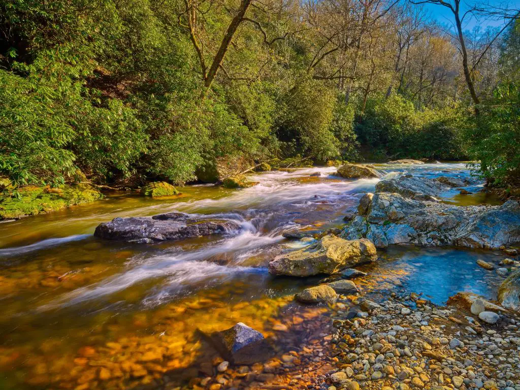 Bosque Nacional Pisgah, Carolina del Norte, EE.UU. Tomado en Mills River con árboles que rodean el río en un día soleado.