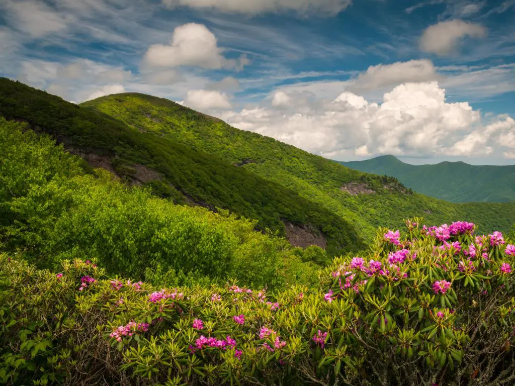 Asheville, Carolina del Norte, EE.UU. Parte de Blue Ridge Parkway con flores de primavera y un pintoresco paisaje montañoso en el sur de los Apalaches.