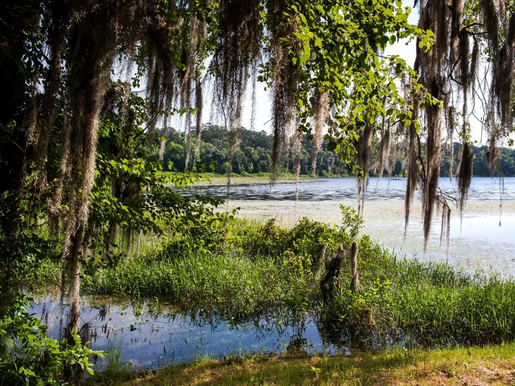 Tallahassee, Florida, EE.UU. tomada en el hermoso Parque Estatal Maclay con árboles en primer plano y el lago en la distancia. 