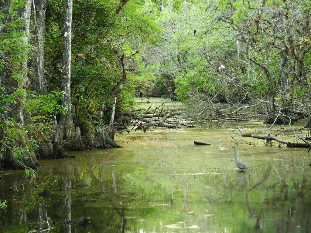 Big Cypress National Preserve, Florida, EE.UU. con cipreses en un pantano con una garza en el agua.