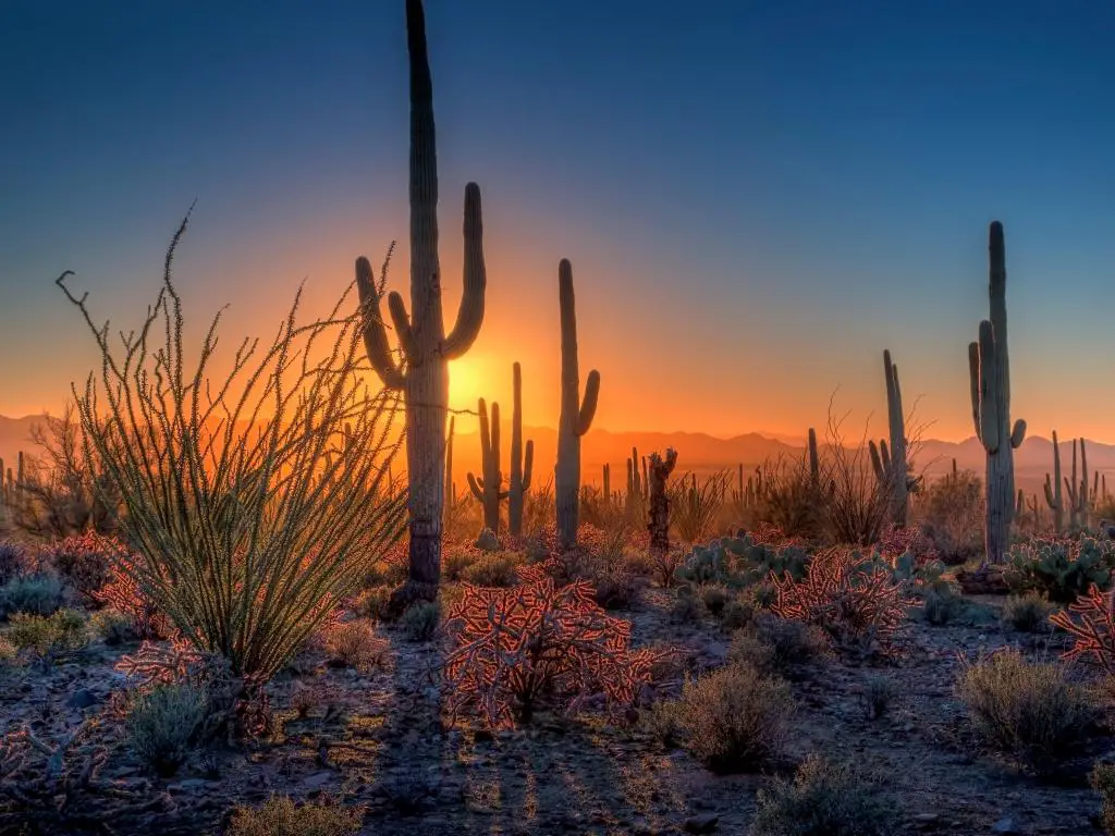 Parque Nacional Saguaro, Arizona, EE.UU. con la puesta de sol entre los cactus y otras plantas del desierto en primer plano.