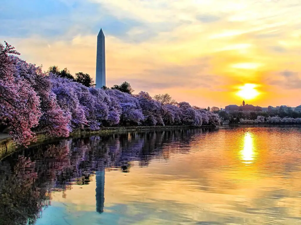 Washington DC, EE.UU. tomada al amanecer en Tidal Basin con el Monumento a Washington en el tiempo de los cerezos en flor.