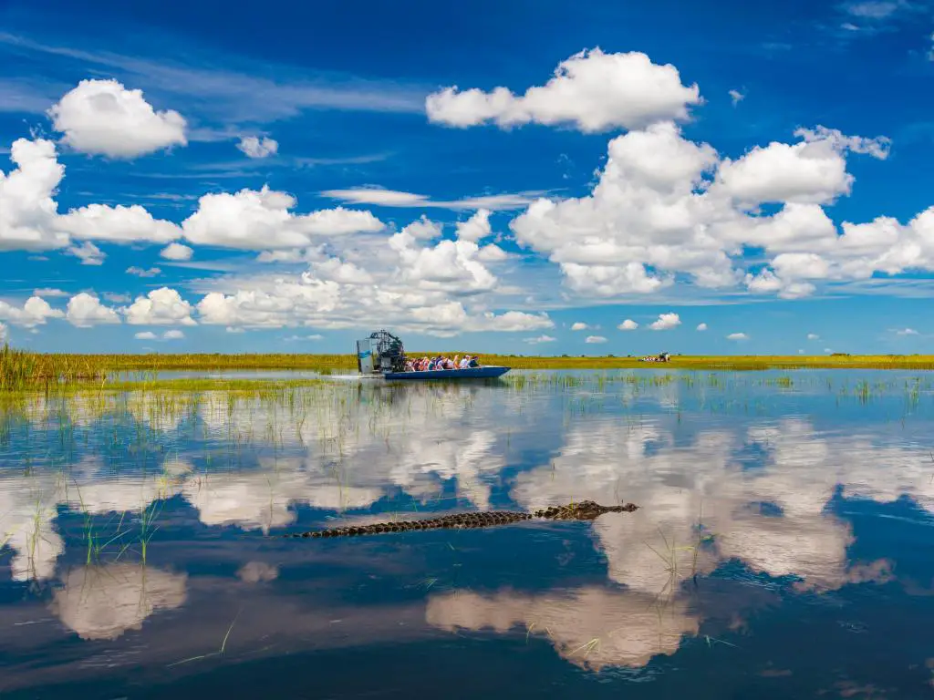 Los cielos azules se reflejan en las tranquilas aguas de los Everglades mientras los turistas toman paseos en hidrodeslizador para visitar caimanes en la naturaleza.