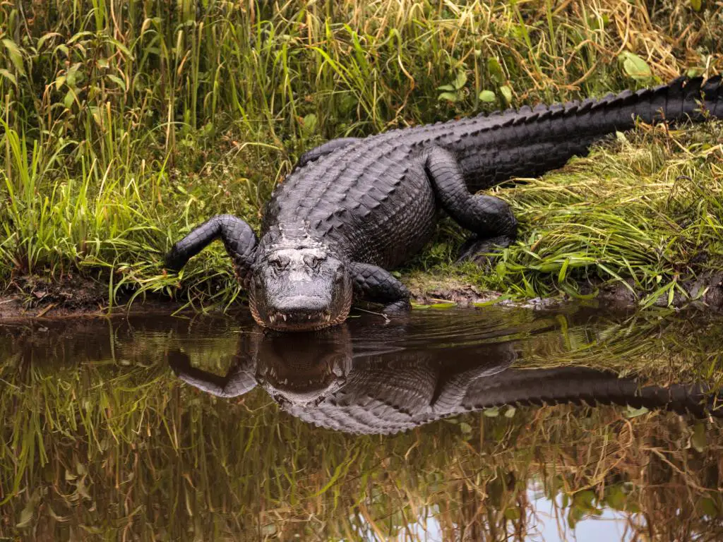 Cocodrilo americano Alligator mississippiensis en el humedal y pantano en el Parque Estatal Myakka River en Sarasota, Florida, EE.UU.