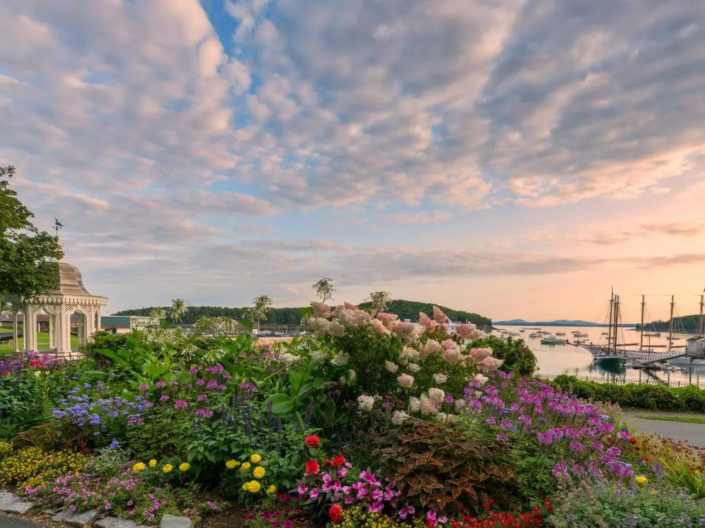 Bar Harbor, Maine, EE.UU. en el verano con flores florecientes en primer plano y el mar y yates en la distancia tomada al amanecer.