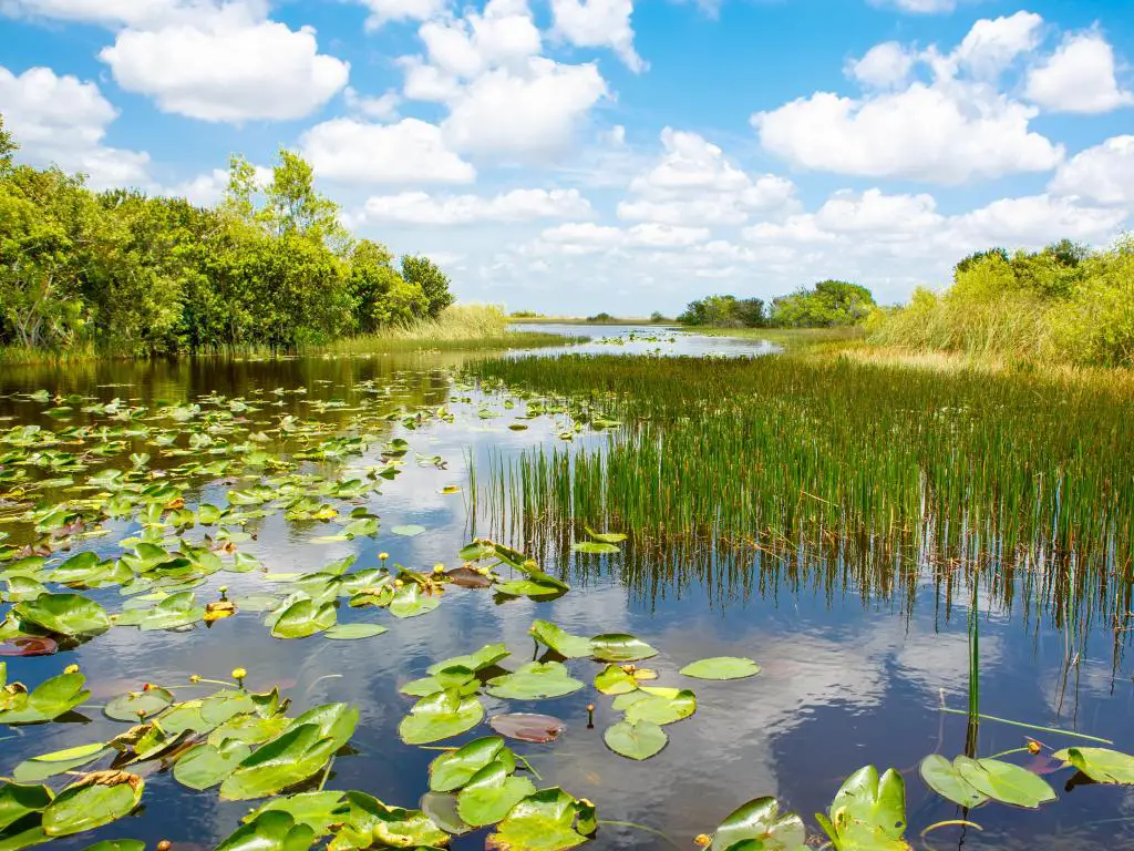 Parque Nacional Everglades en Estados Unidos.