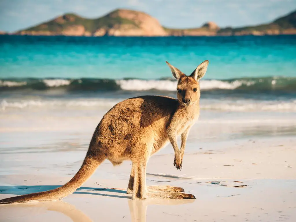 Kangaroo mira a la cámara mientras está de perfil en una playa de arena blanca con mar turquesa, con olas rompiendo detrás
