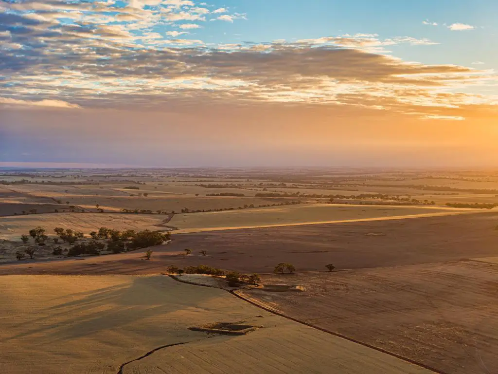 Vista aérea de los campos de trigo en Australia Occidental, que se iluminan de color verde dorado en la luz brillante