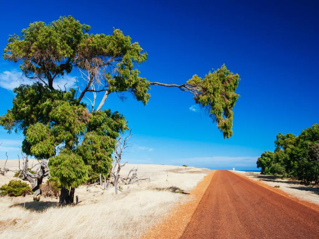 Camino de tierra roja con hierba seca y árboles de goma a ambos lados y un cielo azul brillante