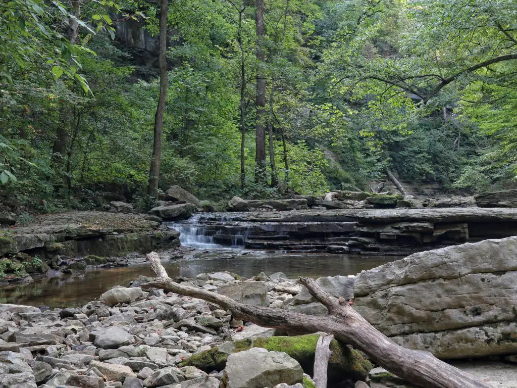 El río con una pequeña cascada y bancos rocosos serpentea a través del bosque verde