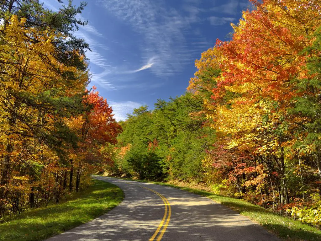 Carretera vacía gira en una esquina entre árboles con hojas doradas, rojas y verdes