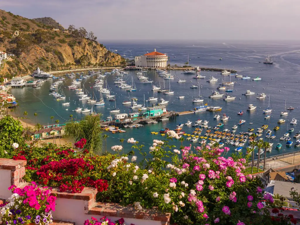 Avalon, Isla Santa Catalina, California, EE.UU. con flores rosas y rojas en primer plano y el puerto y el Casino a lo lejos, rodeado por el mar y tomado en un día soleado.