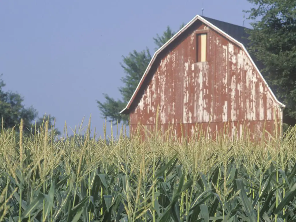 El maíz en maduración crece en un campo frente a un granero rojo curtido por el clima, con un cielo azul claro