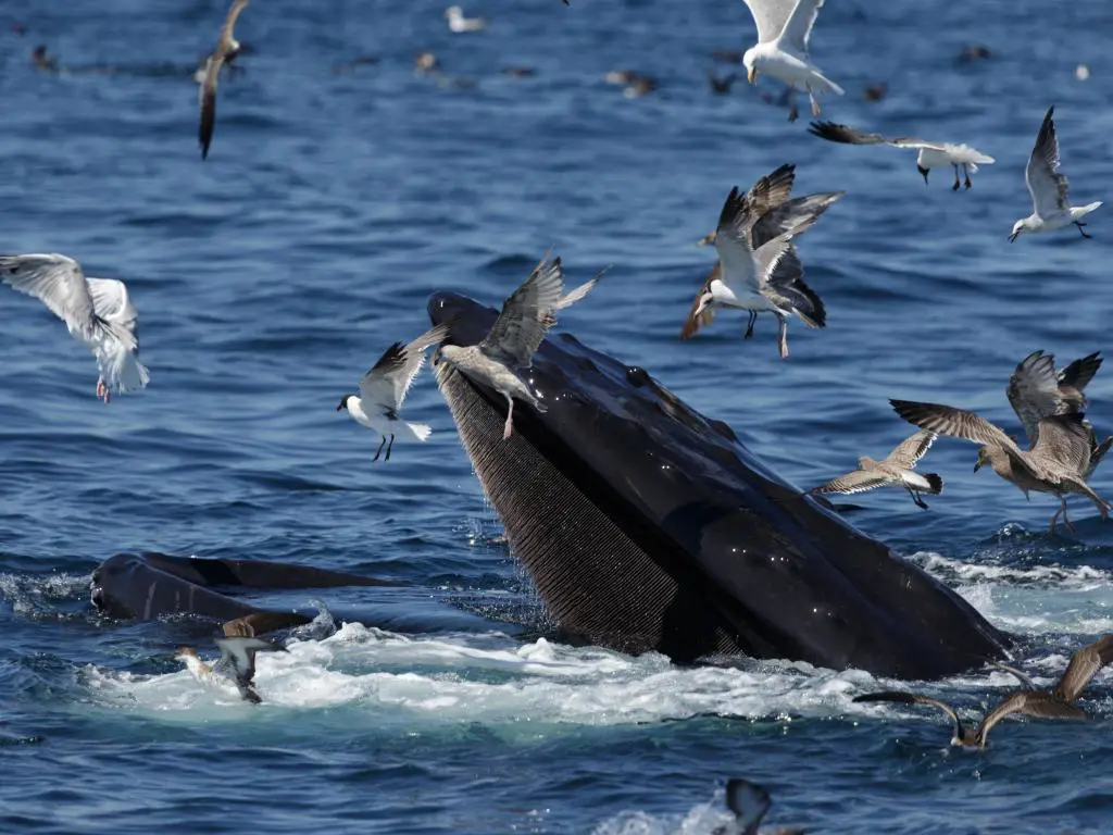 La boca de una ballena es visible sobre la superficie del océano, con aves marinas volando cerca.