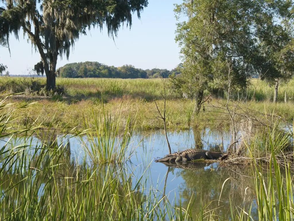 Refugio Nacional de Vida Silvestre de Savannah, Carolina del Sur, EE.UU. con hierba y un lago en primer plano con un caimán dormido y hierba y árboles en la distancia, tomados en un día soleado.