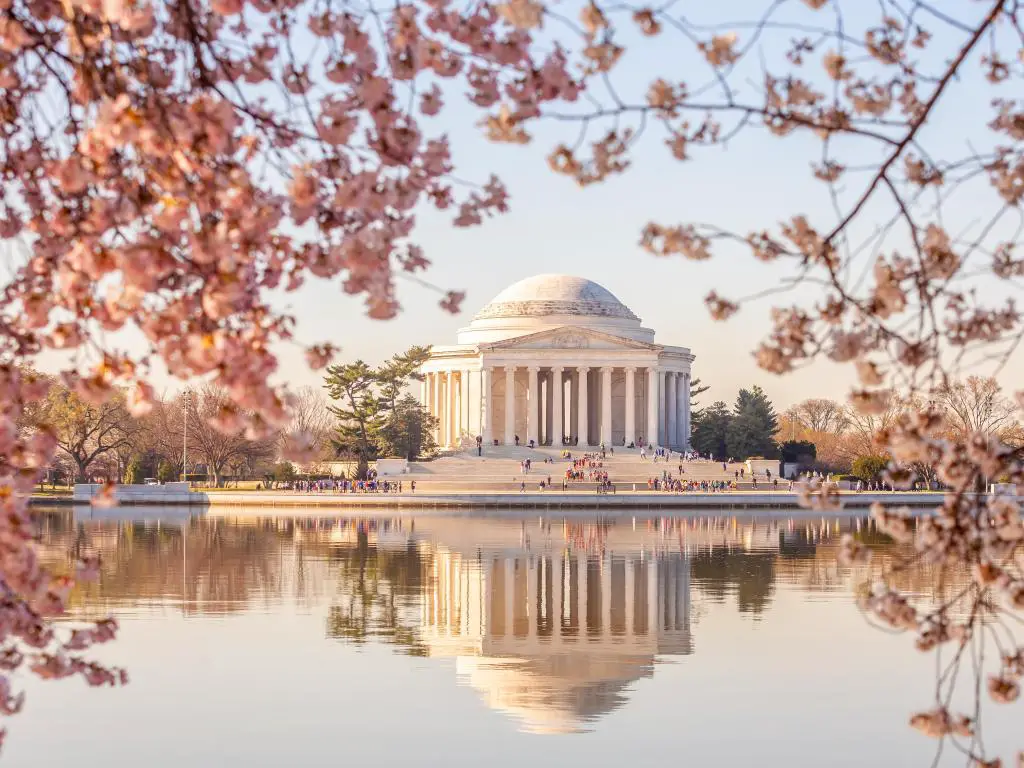 Washington DC, EE.UU. con flor de cerezo en primer plano y el Jefferson Memorial en el fondo tomado en un día claro, justo antes del atardecer,