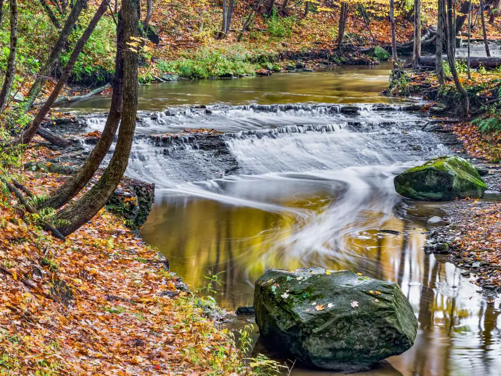 El río tranquilo viaja sobre una pequeña cascada en un bosque, con hojas de otoño caídas que convierten la orilla del río en oro