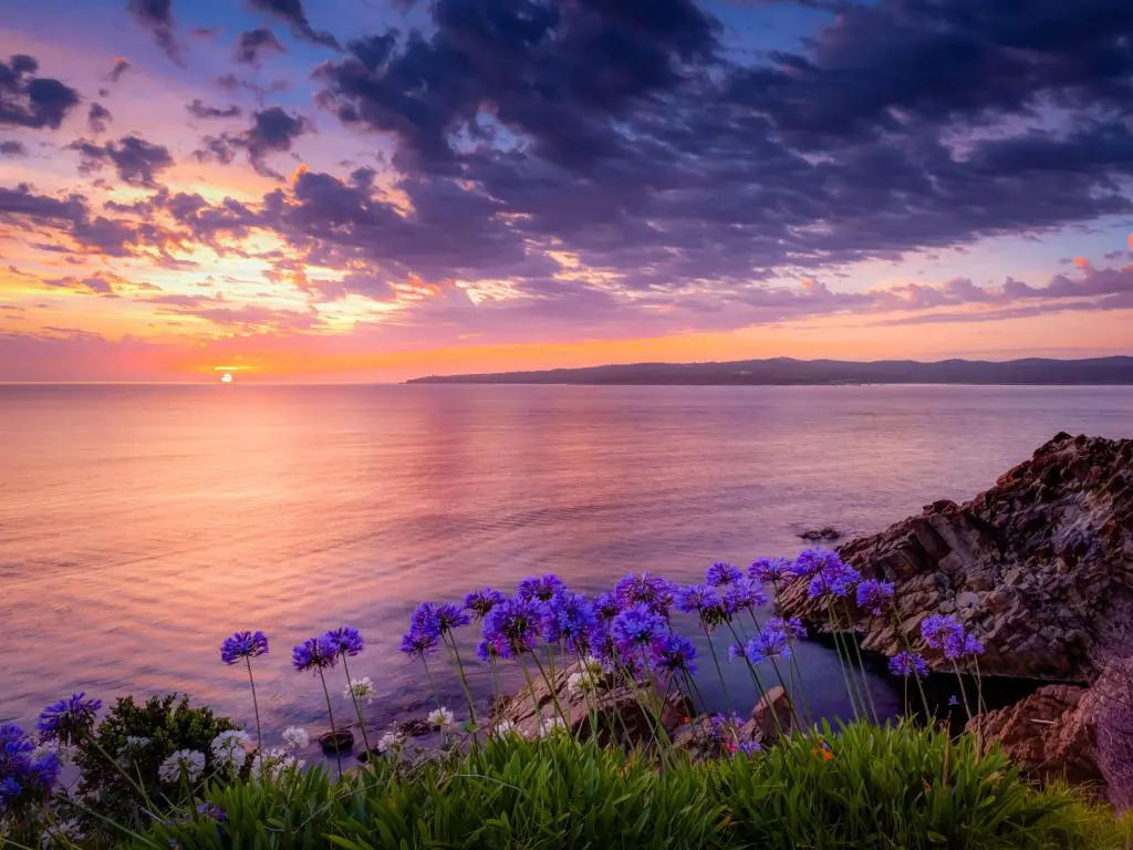 Flores silvestres de color púrpura en un acantilado con vista a una amplia y tranquila bahía con afloramientos rocosos al atardecer