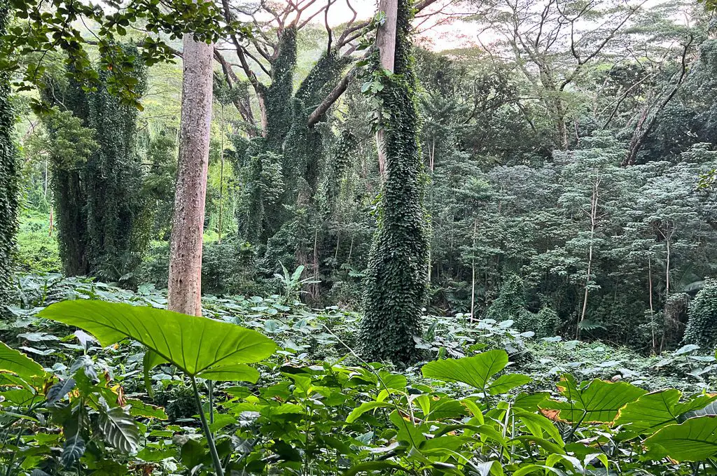 Manoa Falls árboles vides