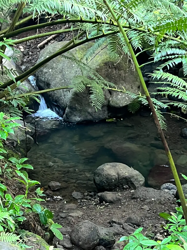 Arroyo del sendero Manoa Falls