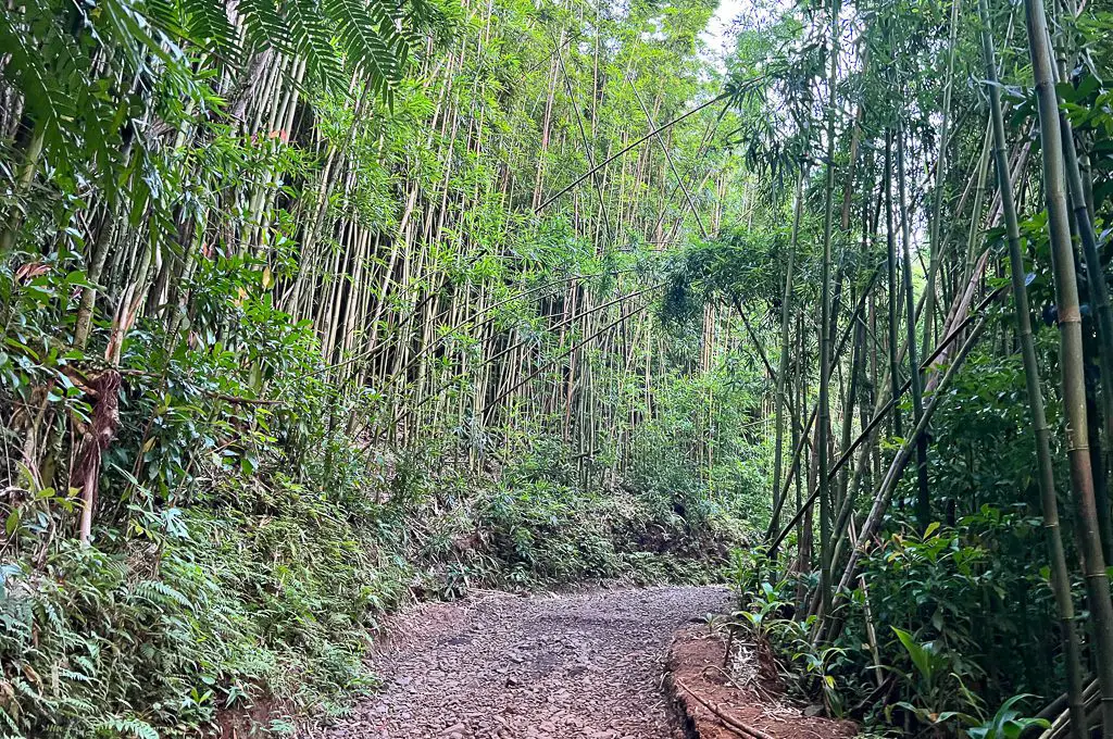 Bosque de bambú del sendero de las cataratas de Manoa