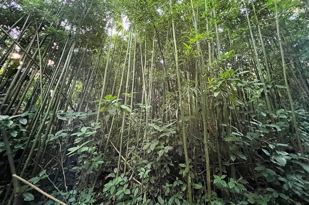 Bosque de bambú del sendero de las cataratas de Manoa
