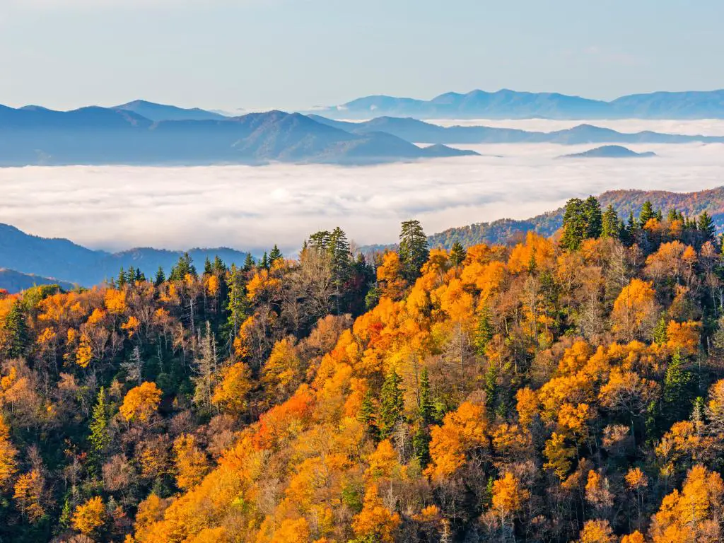 Tennessee, Parque Nacional Great Smoky Mountains, Newfound Gap.  Un bosque con colores otoñales está en primer plano mientras que el fondo muestra nubes bajas sobre los picos.