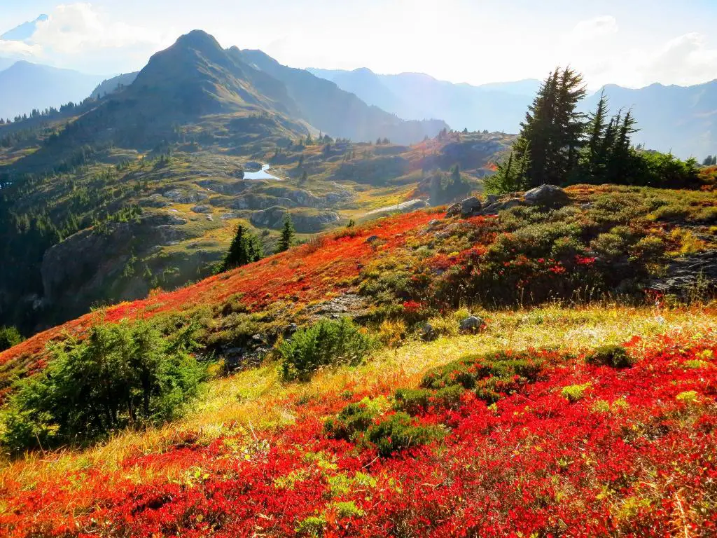 North Cascade Range, Washington, EE.UU. tomada durante el otoño con la ruta de senderismo Yellow Aster Butte en la distancia, flores rojas brillantes en primer plano y tomada en un día soleado.