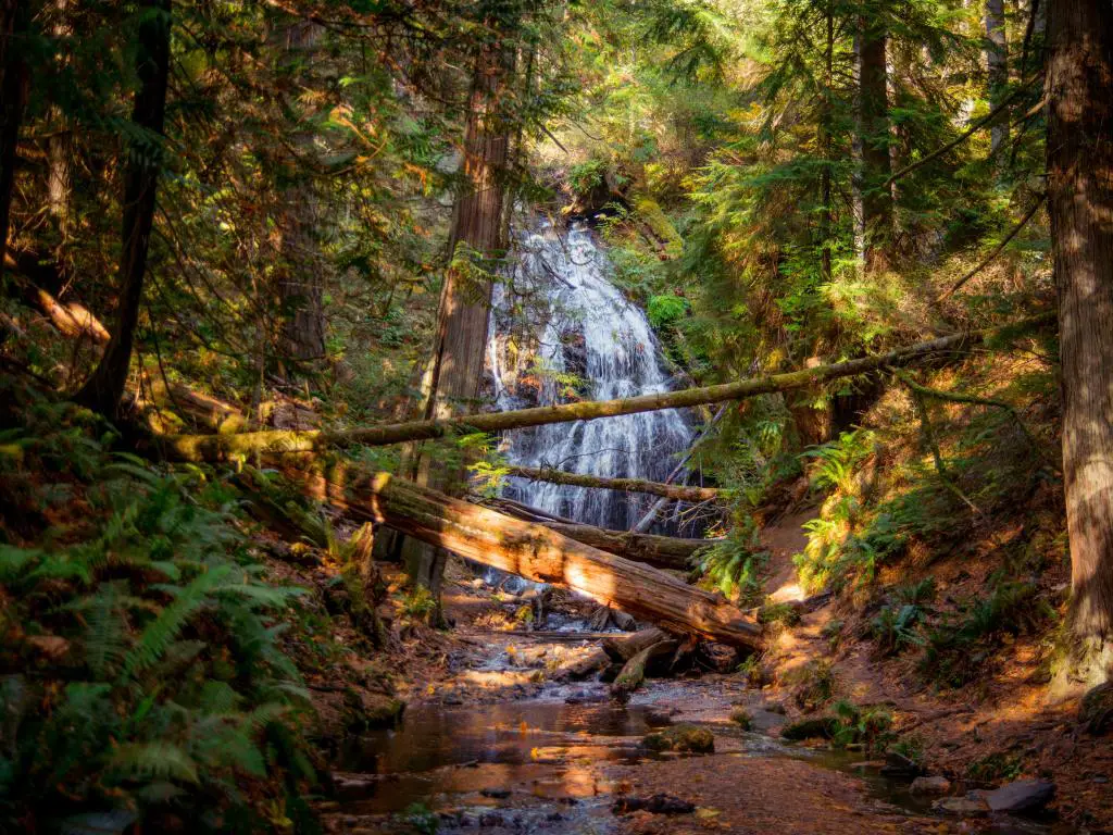 Islas San Juan, Estado de Washington, EE.UU. con hojas de otoño en los pintorescos bosques, con el sol brillando a través del denso bosque y una cascada en el fondo.