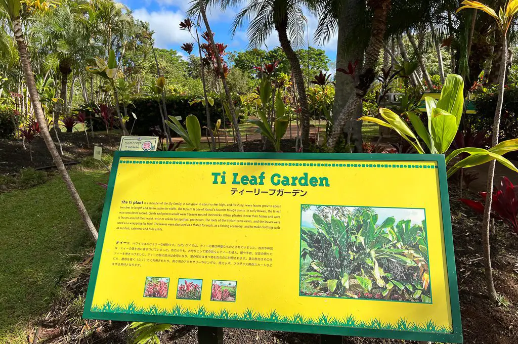 Visita al jardín de la plantación ti leaf