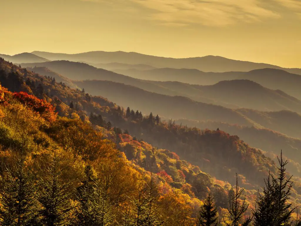 Capas de montaña llenas de colorido follaje de otoño justo después del amanecer en el Parque Nacional Great Smoky Mountains.